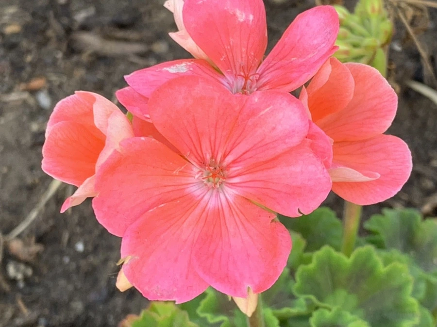 IMG_5268.jpg?type=w966