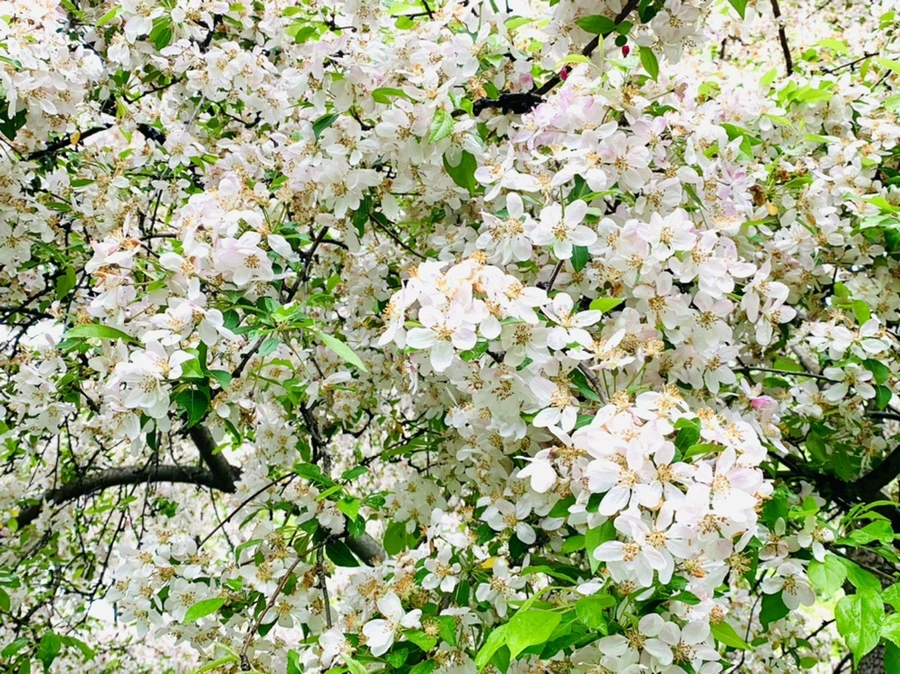 IMG_9893.jpg?type=w966