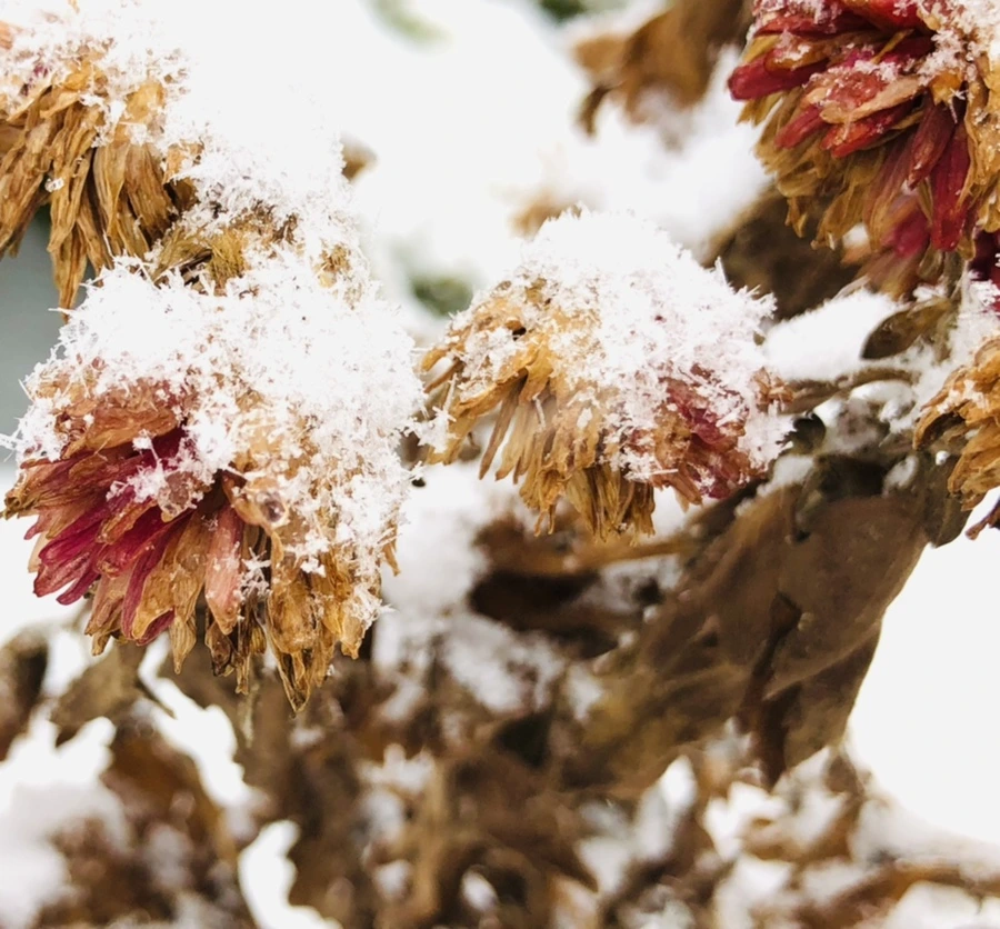 IMG_3442.jpg?type=w966