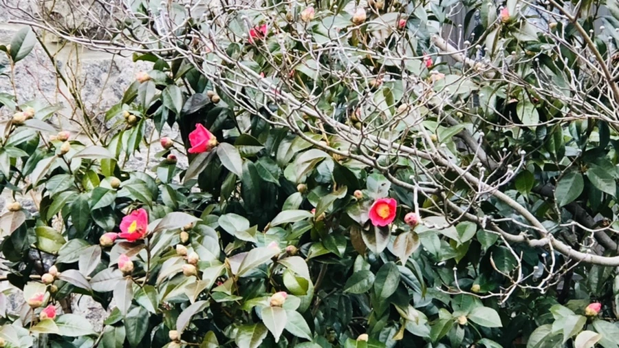 IMG_9826.jpg?type=w966