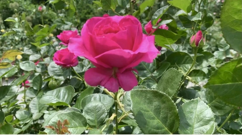 IMG_8677.jpg?type=w966