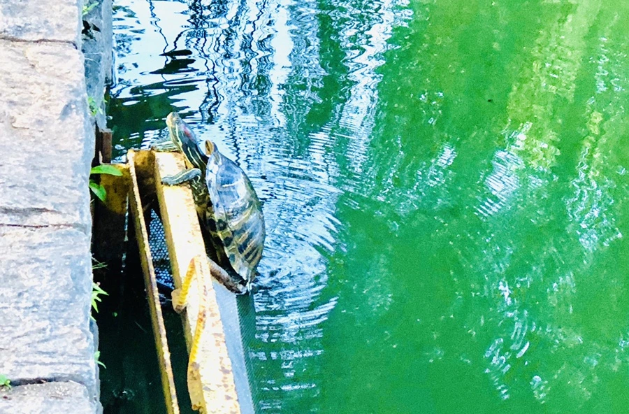 IMG_1497.jpg?type=w966