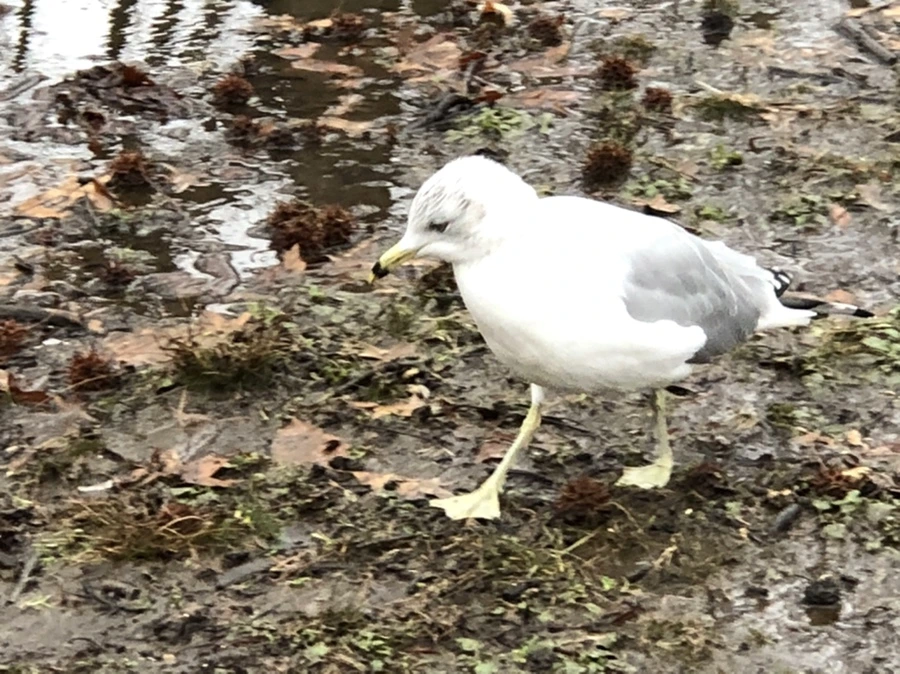 IMG_9390.jpg?type=w966