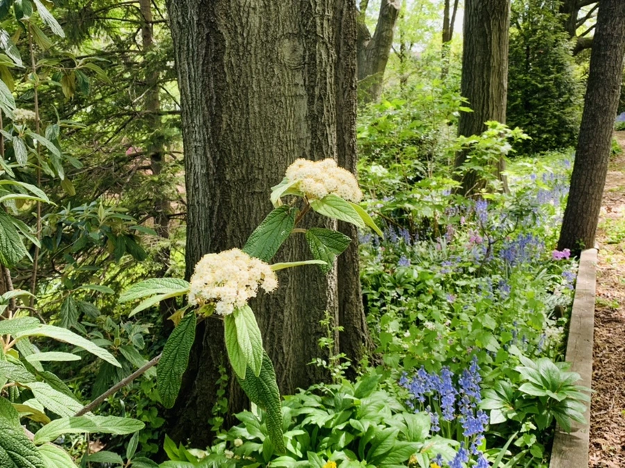 IMG_1171.jpg?type=w966