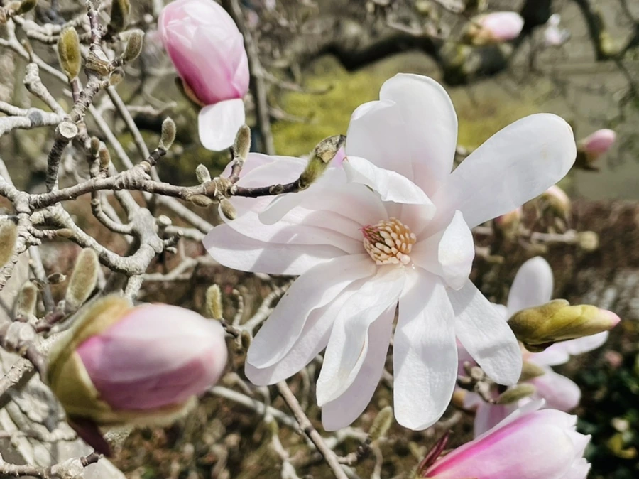 IMG_7160.jpg?type=w966