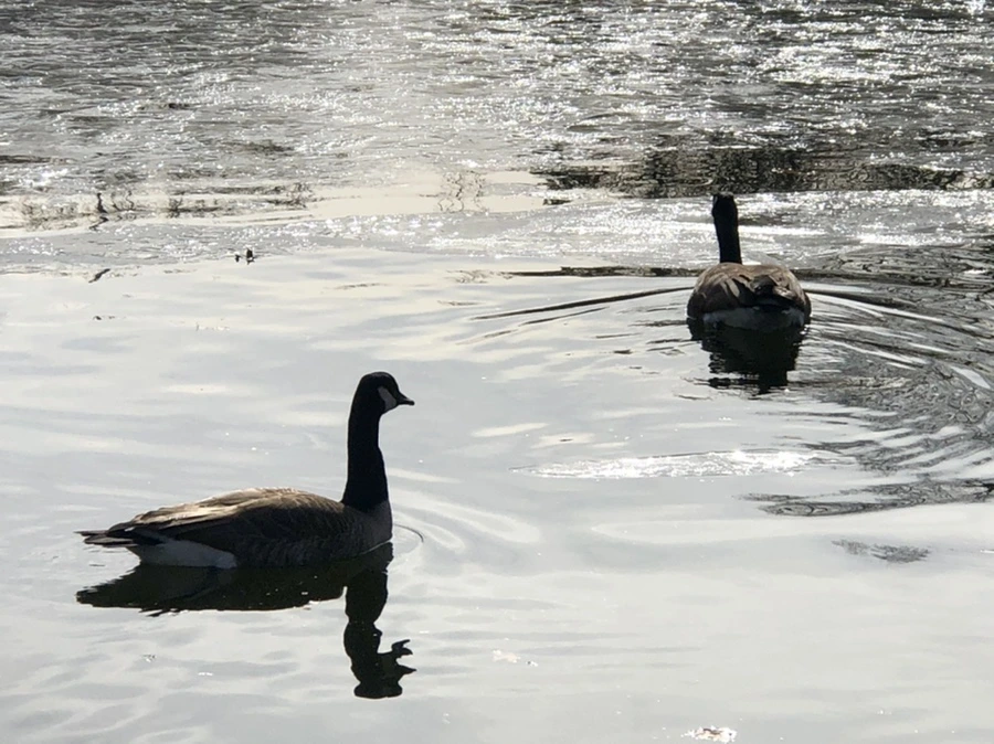 IMG_5804.jpg?type=w966