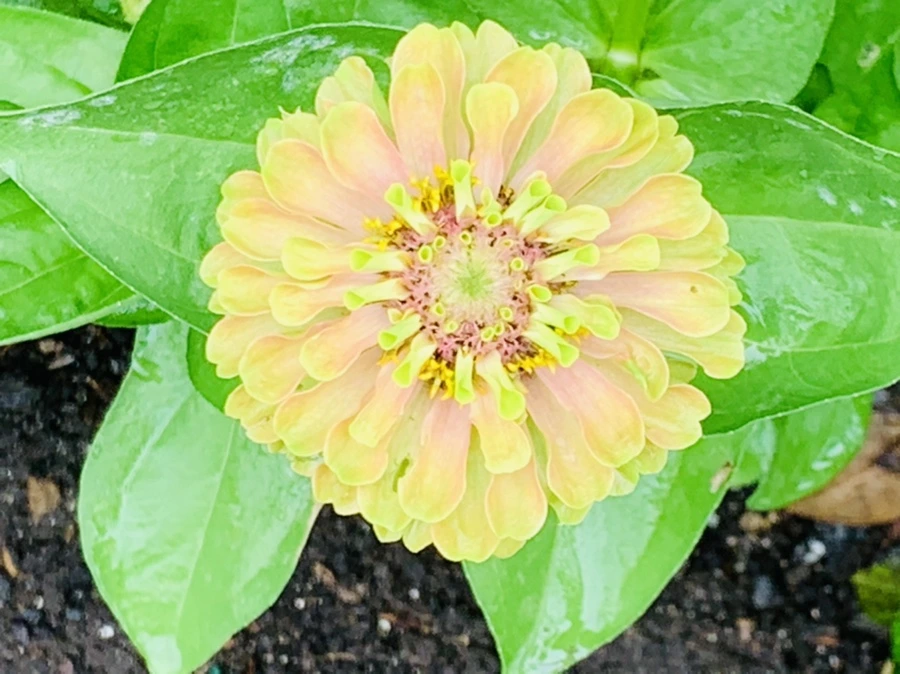 IMG_9558.jpg?type=w966