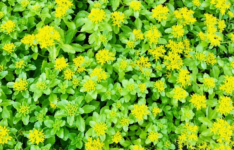 IMG_8387.jpg?type=w966