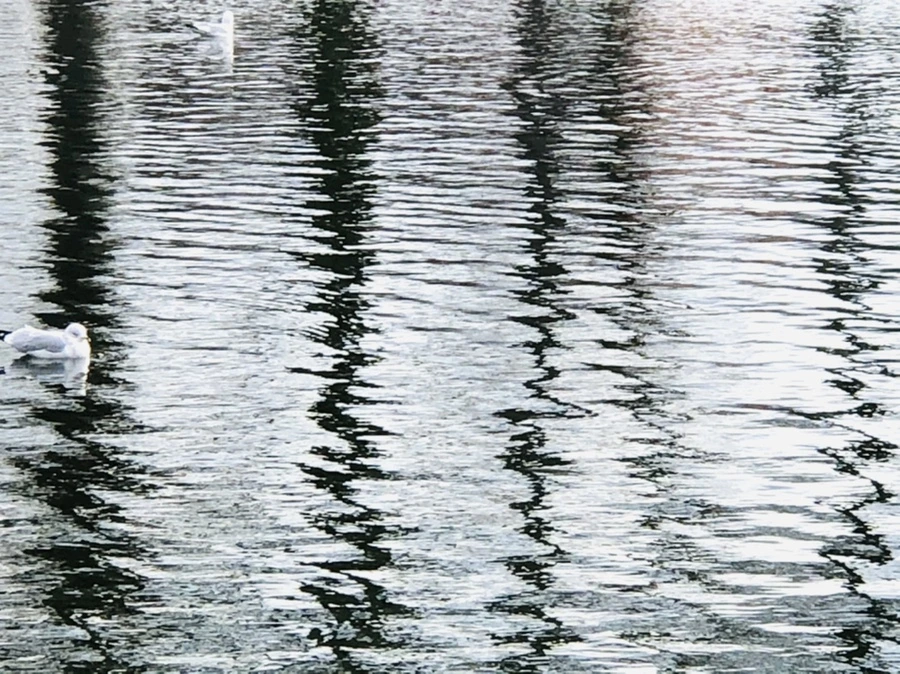 IMG_8736.jpg?type=w966