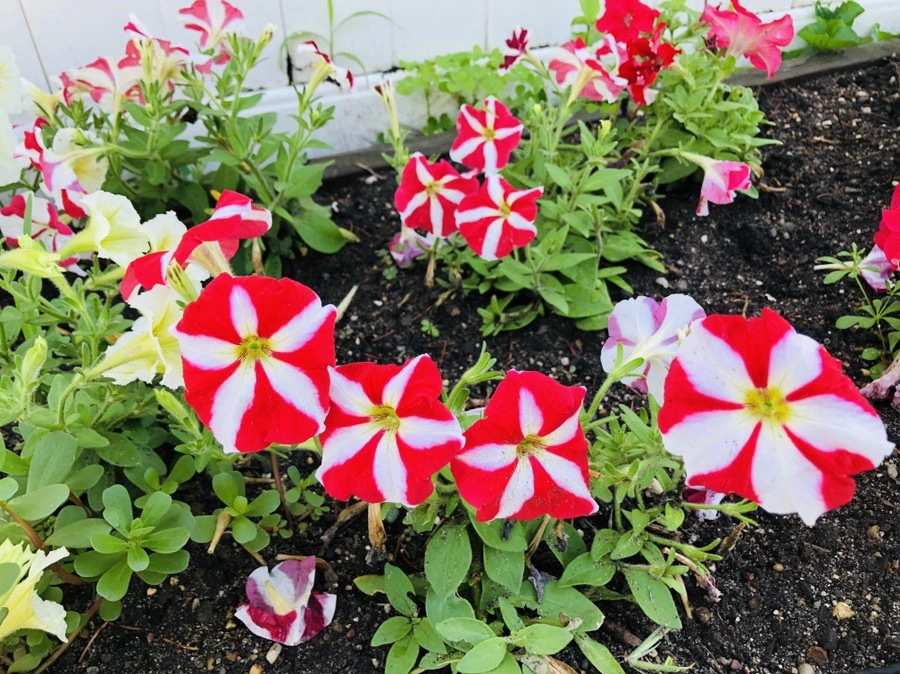 IMG_2145.jpg?type=w966