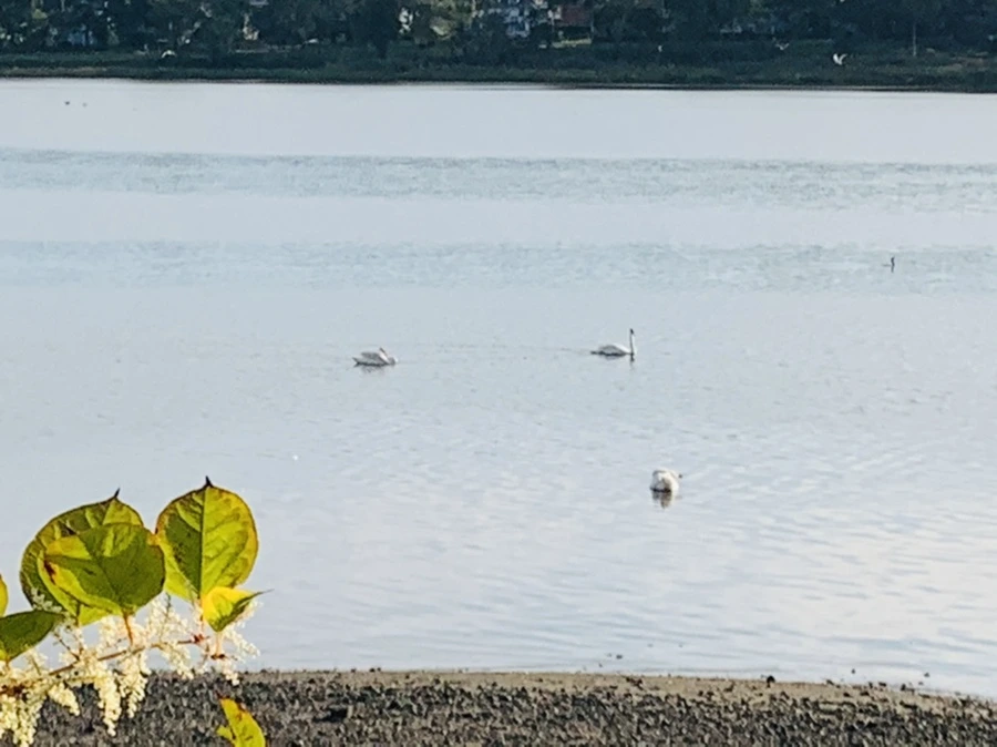 IMG_7824.jpg?type=w966