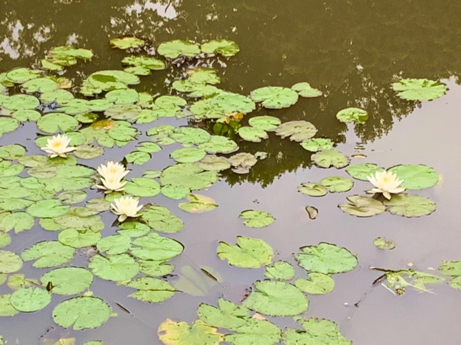 IMG_7158.jpg?type=w966