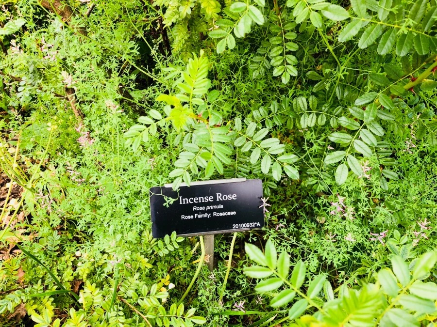 IMG_7844.jpg?type=w966