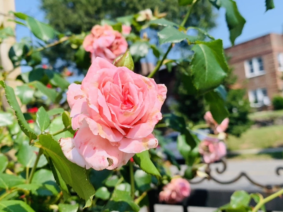 IMG_1350.jpg?type=w966