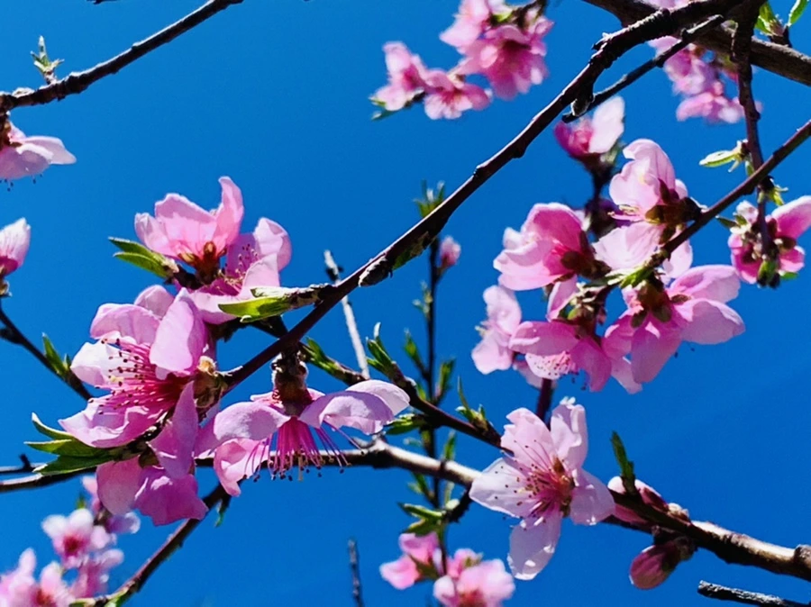 IMG_8153.jpg?type=w966