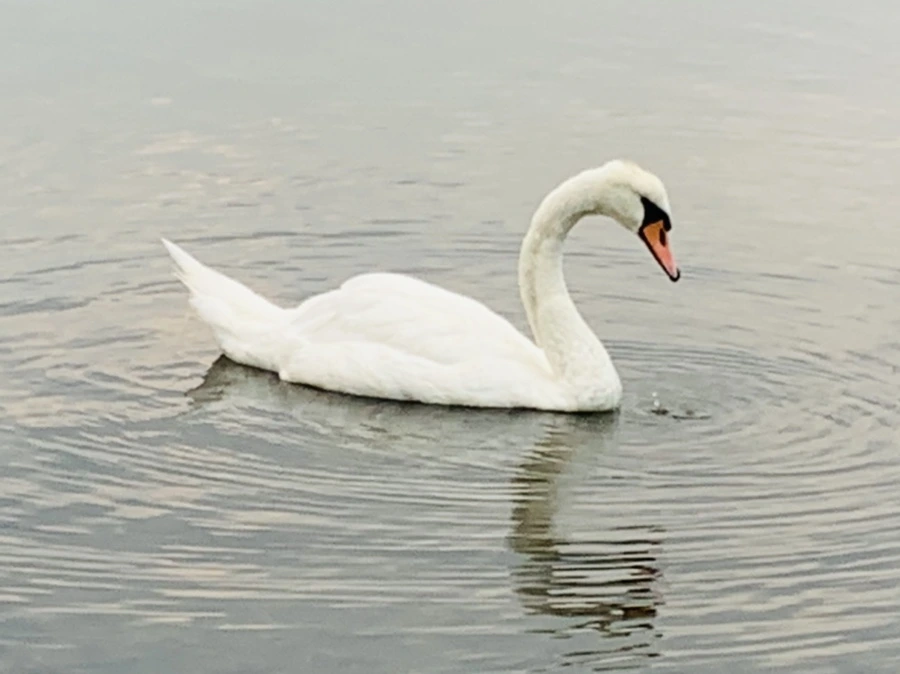 IMG_0313.jpg?type=w966