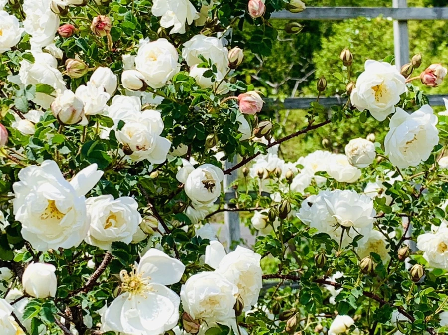 IMG_4359.jpg?type=w966