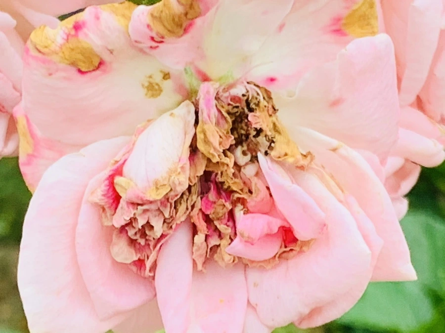 IMG_6091.jpg?type=w966