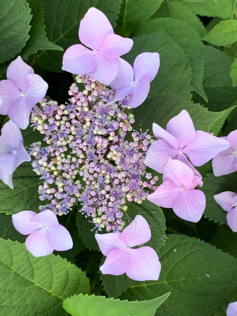 IMG_5533.jpg?type=w966