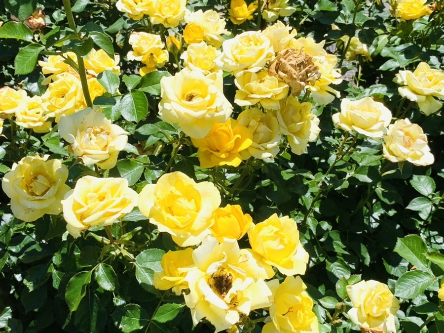 IMG_4166.jpg?type=w966