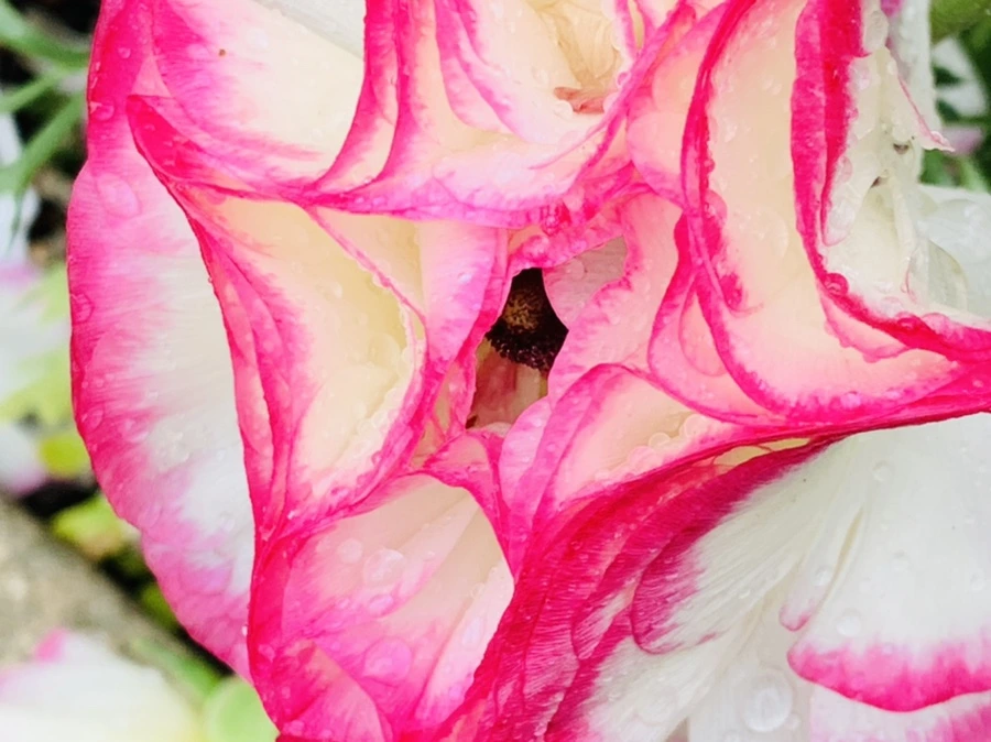 IMG_9435.jpg?type=w966