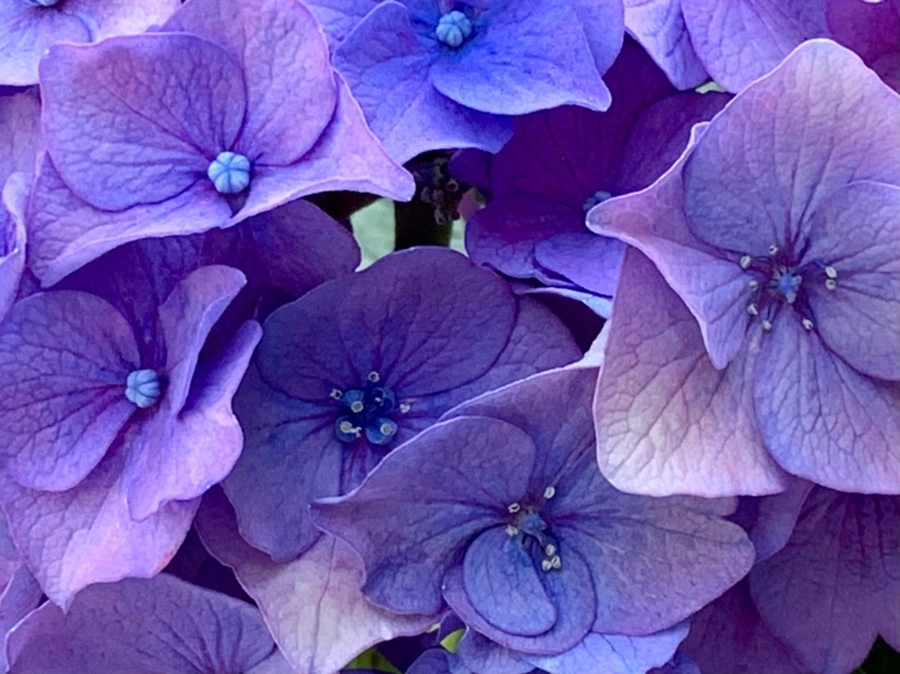 IMG_8763.jpg?type=w966