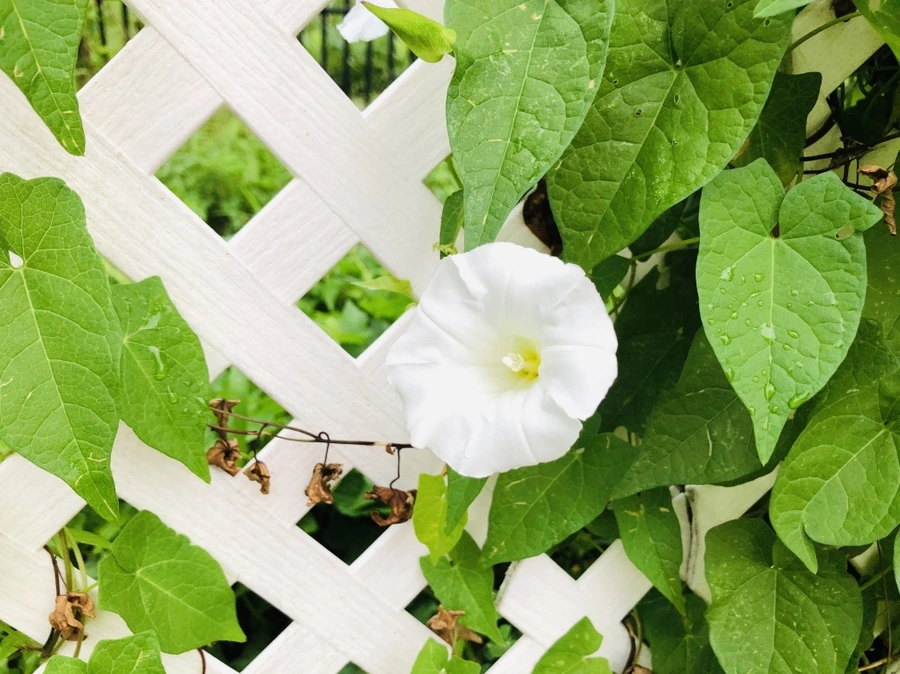 IMG_4322.jpg?type=w966