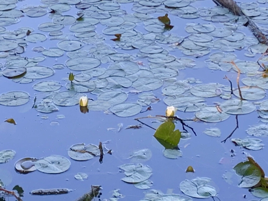 IMG_4227.jpg?type=w966