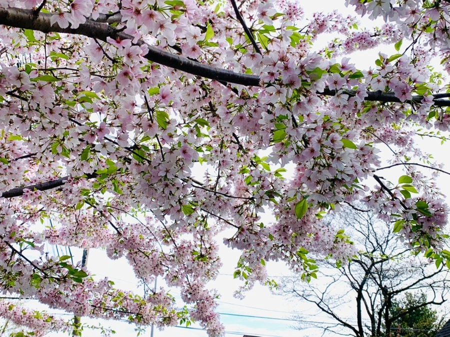 IMG_3162.jpg?type=w966