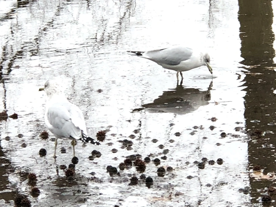 IMG_9438.jpg?type=w966