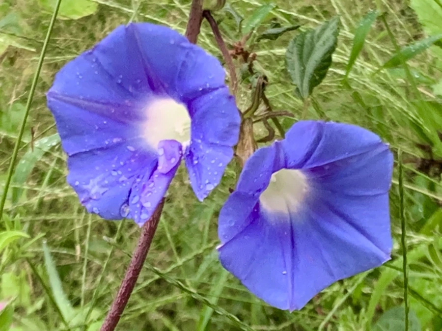 IMG_3676.jpg?type=w966