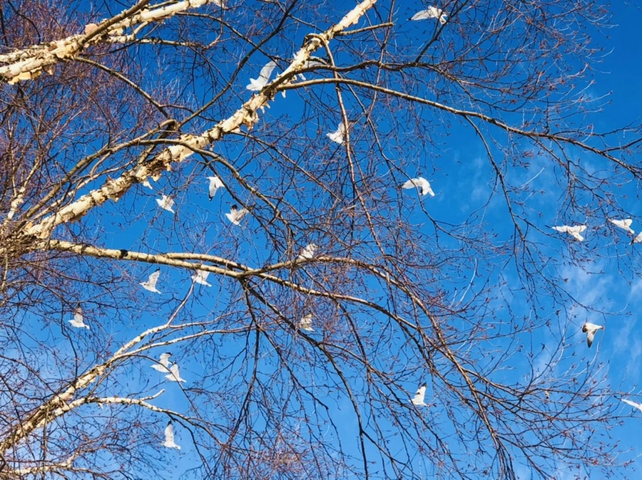 IMG_0245.jpg?type=w966