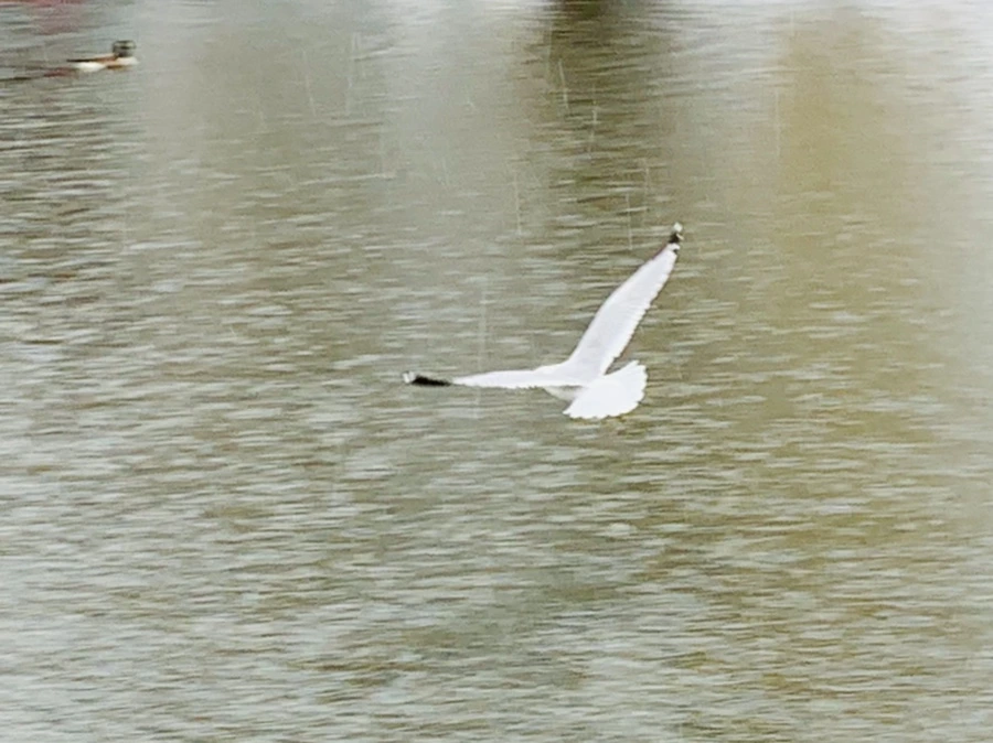 IMG_2066.jpg?type=w966