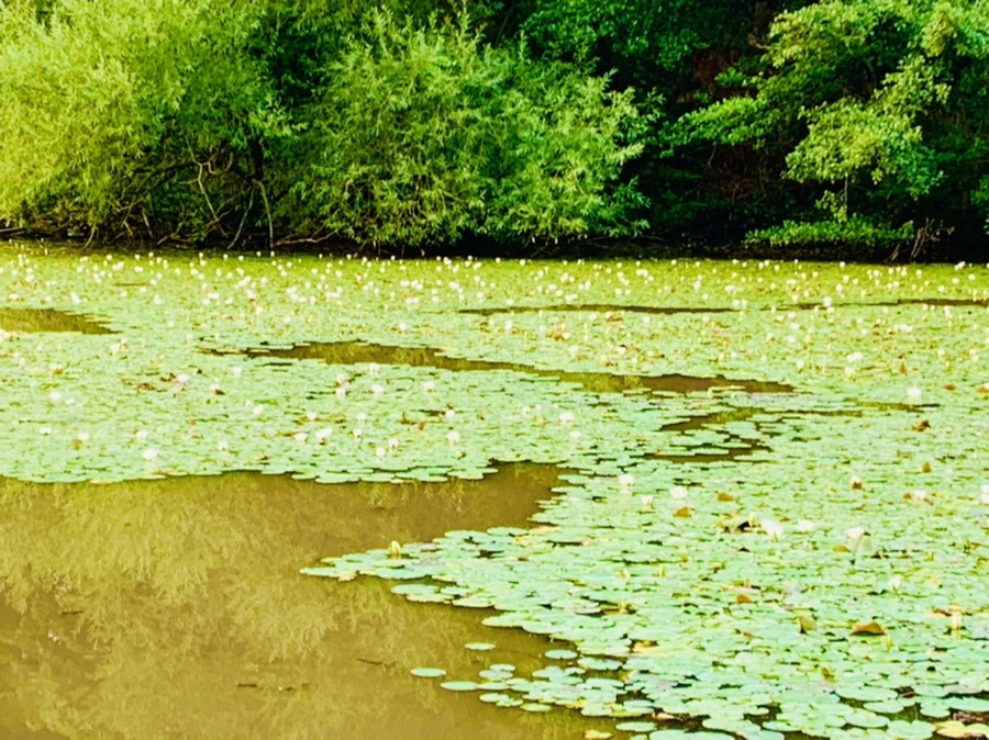 IMG_8259.jpg?type=w966