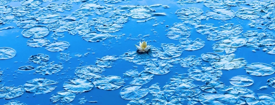 IMG_2255.jpg?type=w966