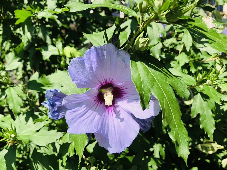 IMG_1304.jpg?type=w966