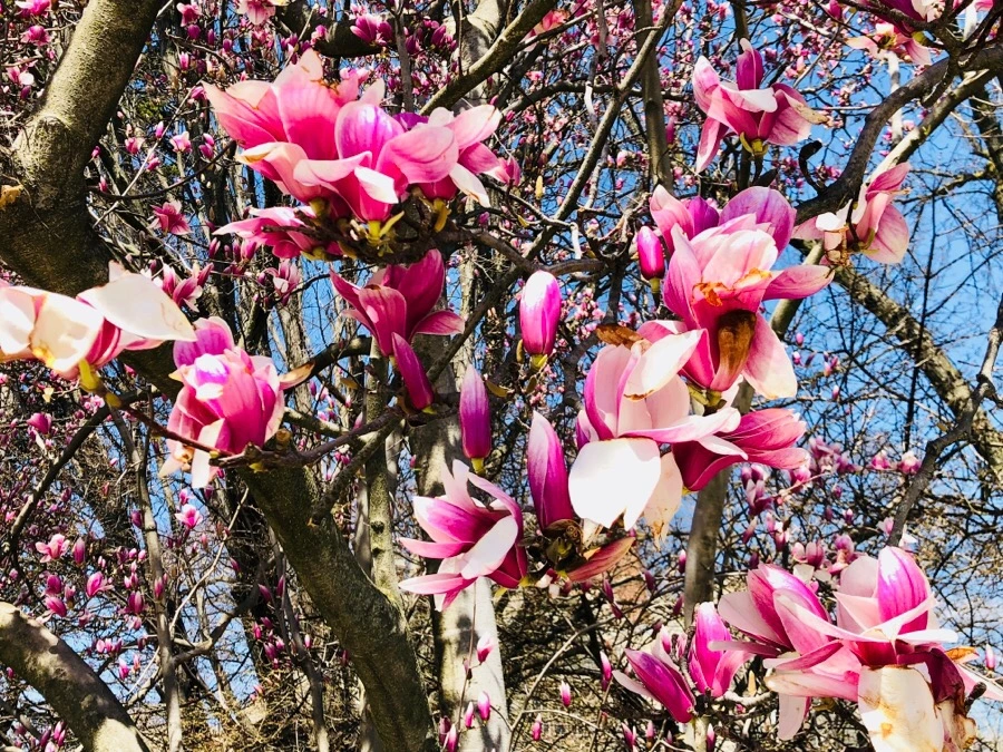 IMG_4440.jpg?type=w966