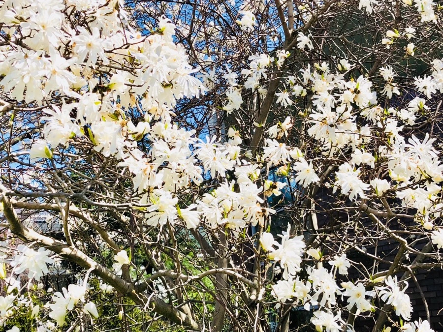 IMG_4436.jpg?type=w966