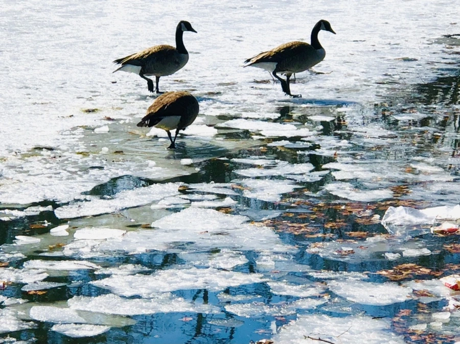 IMG_5037.jpg?type=w966