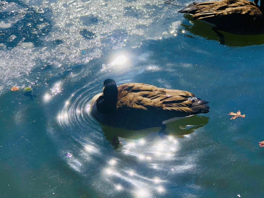 IMG_5135.jpg?type=w966