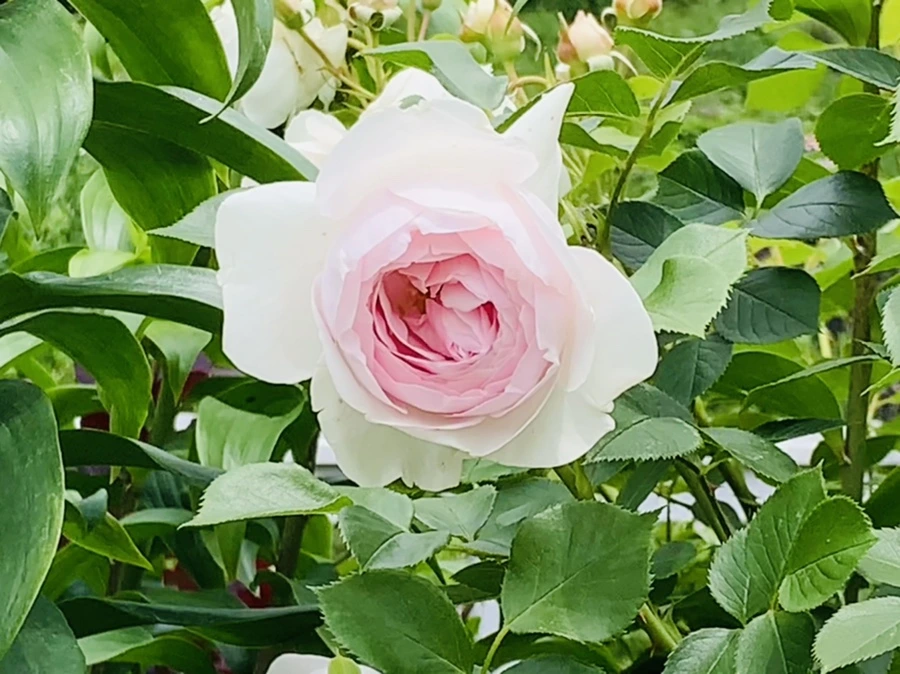 IMG_9668.jpg?type=w966