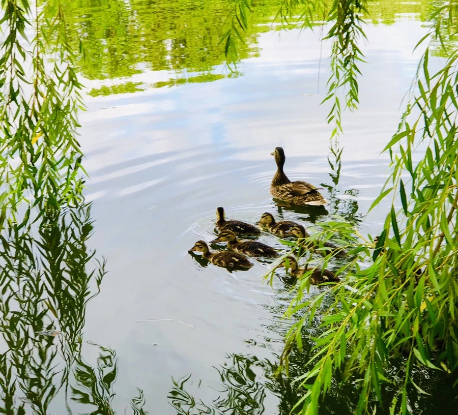 IMG_3150.jpg?type=w966