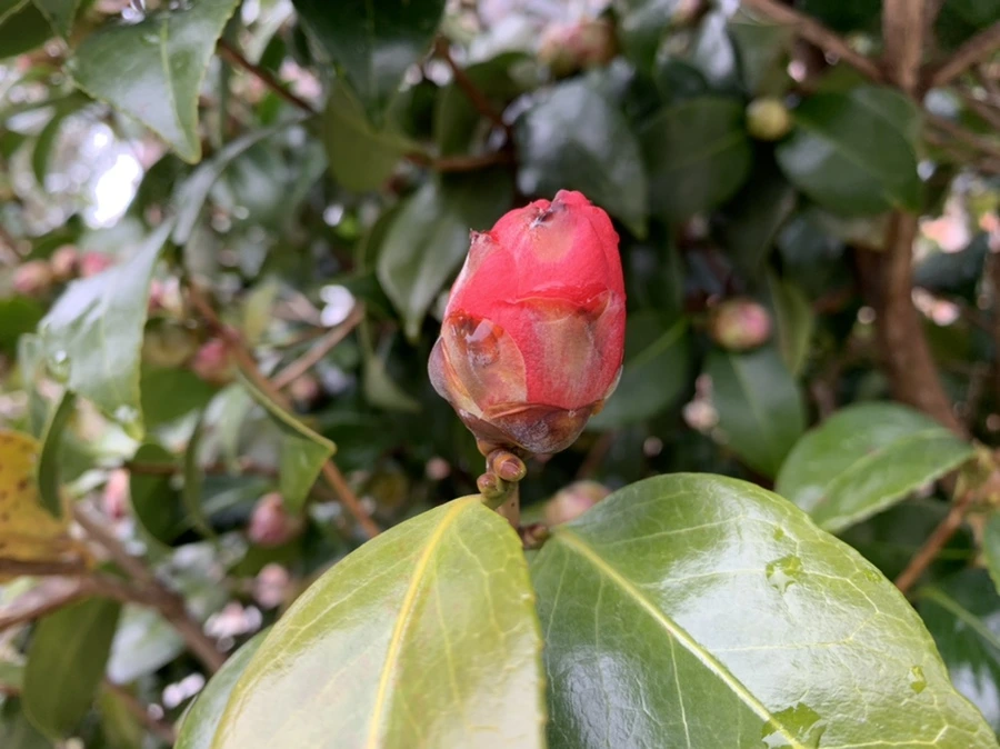 IMG_3781.jpg?type=w966