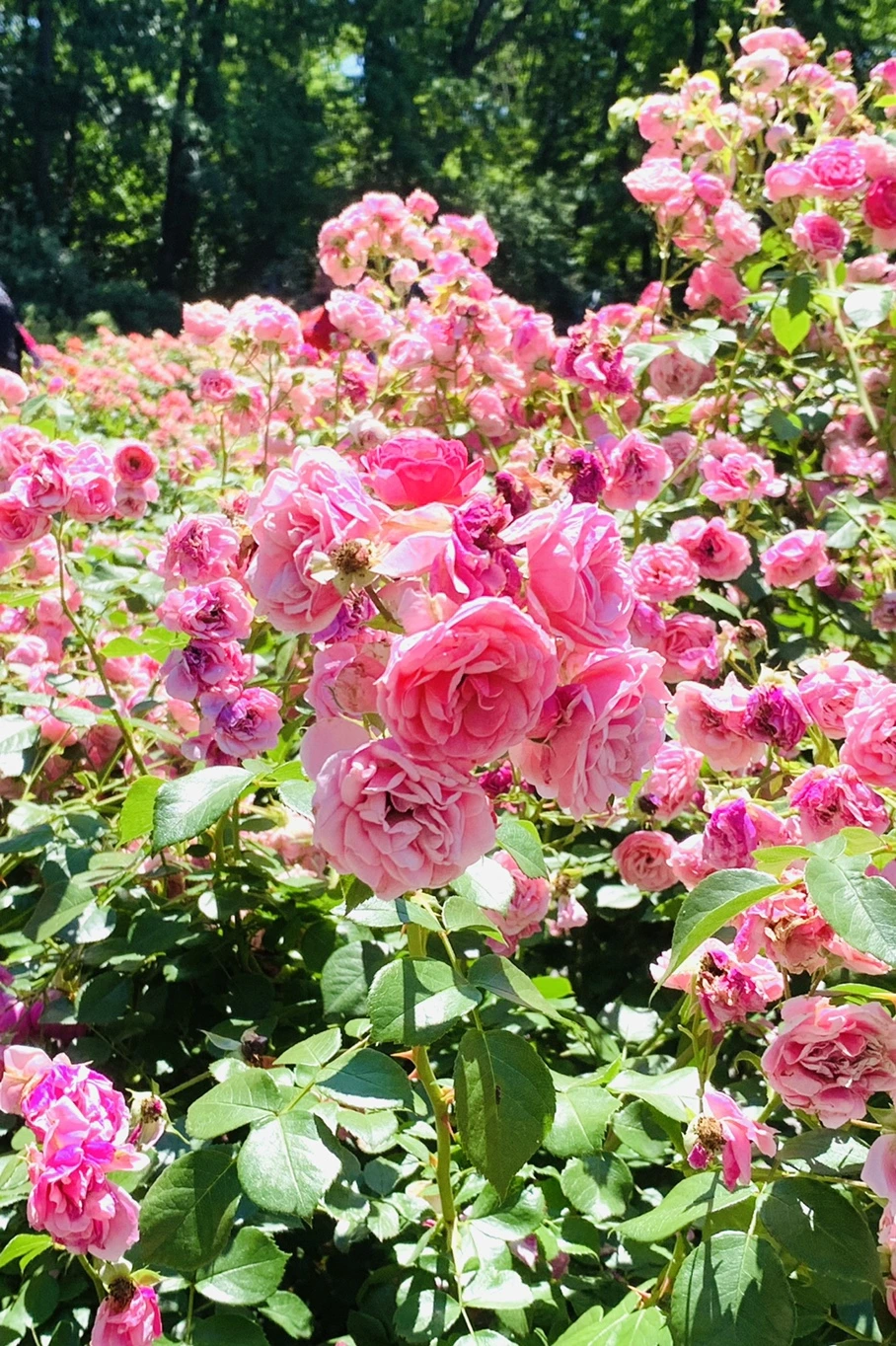 IMG_4146.jpg?type=w966