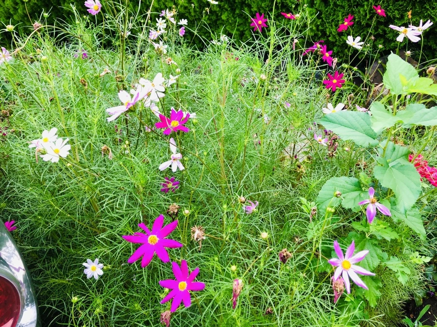 IMG_4136.jpg?type=w966