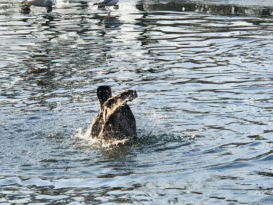 IMG_2846.jpg?type=w966