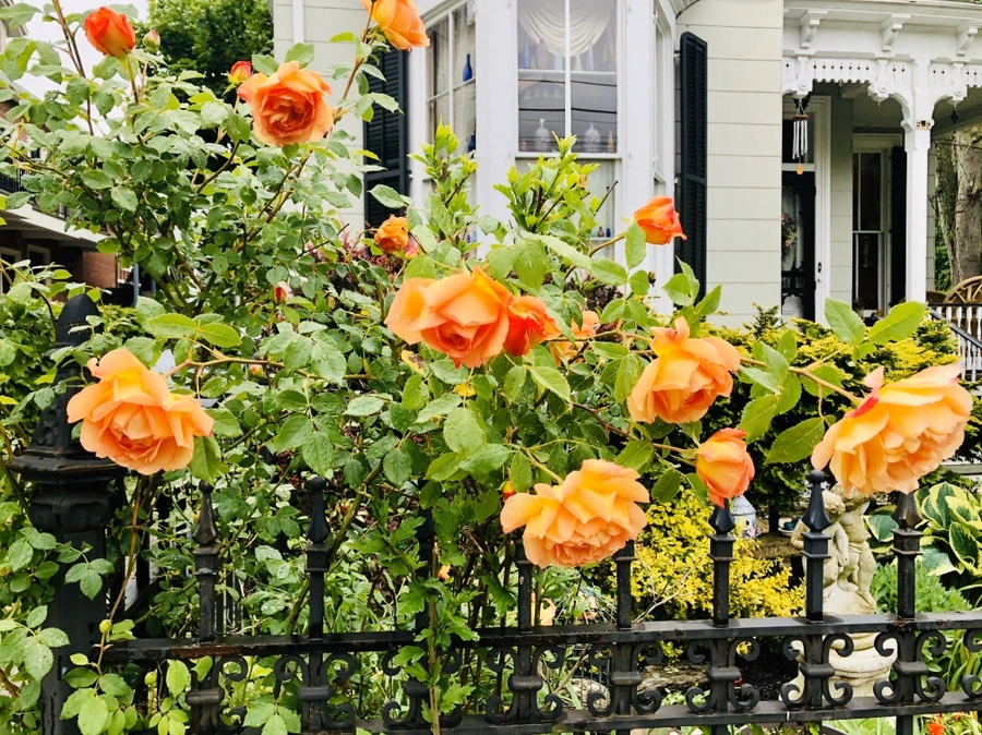 IMG_7393.jpg?type=w966