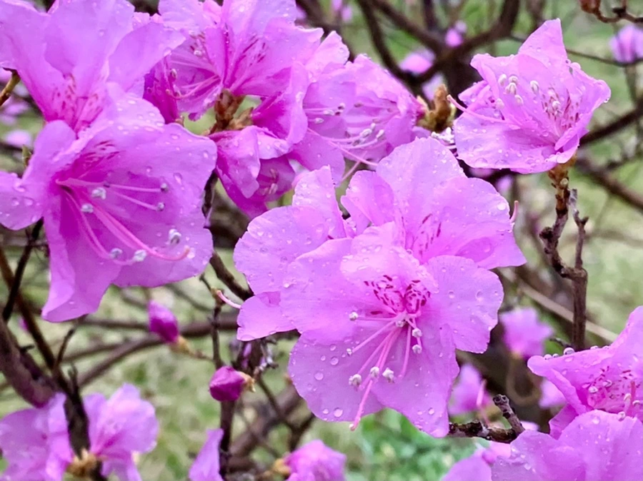 IMG_4885.jpg?type=w966