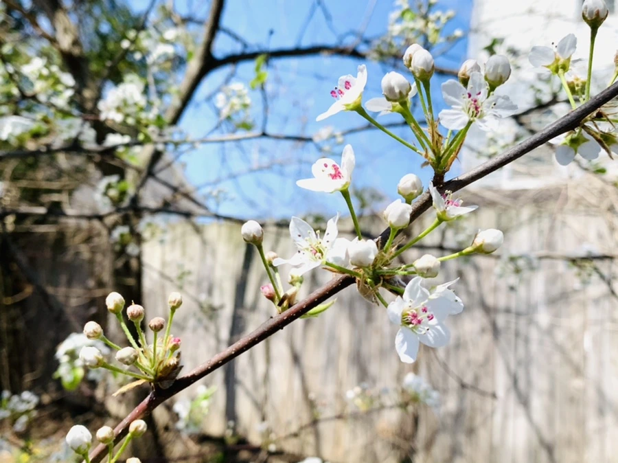 IMG_8591.jpg?type=w966