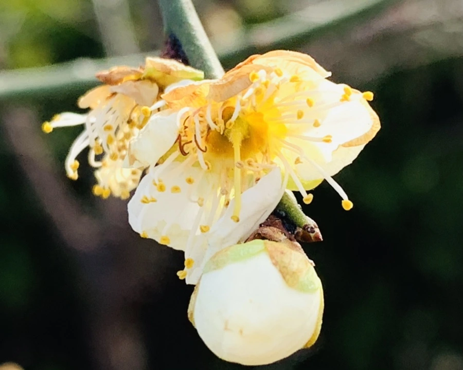 IMG_0251.jpg?type=w966